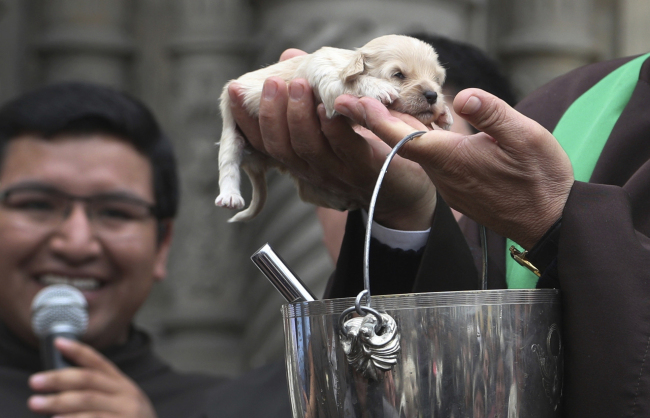 File Photo: Catholic Priest Fermin Pena holds a puppy as he blesses animals with holy water outside San Francisco church in Lima, Sunday, Oct. 6, 2019. [Photo: IC/AP Photo/Martin Mejia]