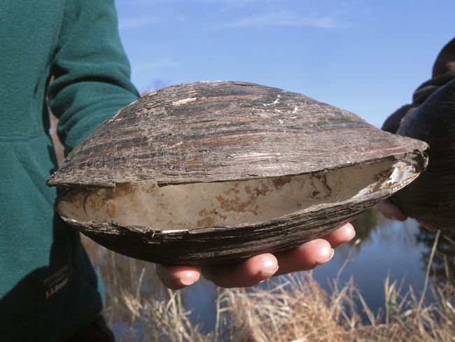 In this Nov. 21, 2019 photo, wildlife officials hold dead Chinese pond mussels that were found in a network of ponds in Franklin Township, N.J. [Photo: AP/Wayne Parry]