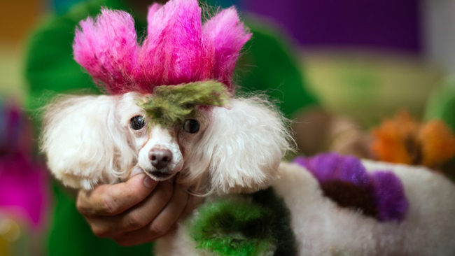 A colored dog is exposed on a table at the Pet Fair Asia 2014 in Shanghai on August 23, 2014. [File Photo: AFP]