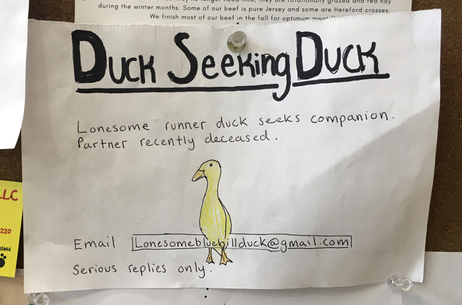 An advertisement for a single duck seeking a partner is seen on a bulletin board at the Blue Hill Co-op, Thursday, Dec. 12, 2019, in Blue Hill, Maine. The duck's owner, Chris Morris, is using the dating ad to try to find a match for one of his ducks who lost its mate to a hungry bobcat a couple of weeks ago at Morris' yard in Blue Hill. [Photo: Jennifer Coolidge via AP]