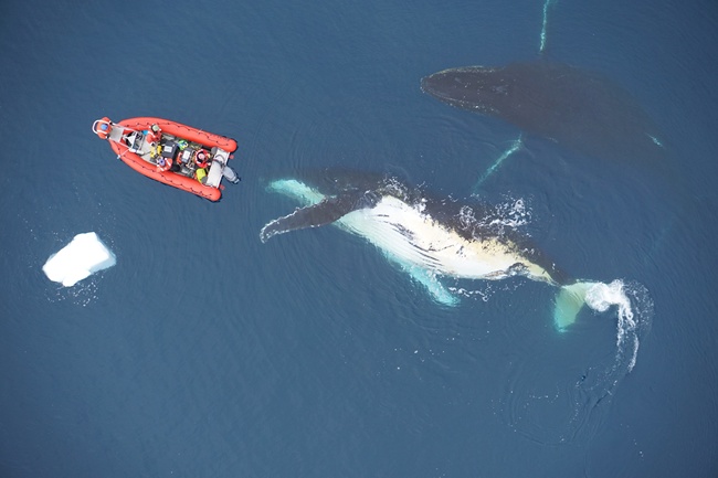 This undated photo provided by the Duke Marine Robotics and Remote Sensing Lab shows two humpback whales in the Antarctic. [Photo: AP/Duke Marine Robotics and Remote Sensing Lab]