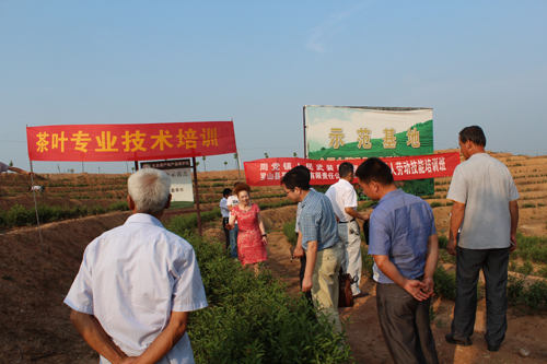 小茶叶 大人生——专访河南省政协常委、全国十佳农民、信阳市罗山县灵山茶业有限责任公司董事长钱晓玲