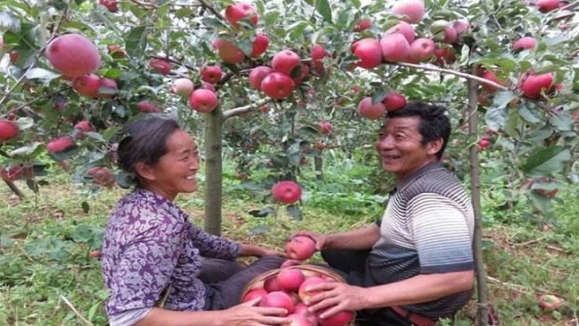 Snímek: Peng Wencai v sadech jablek, šťastný s velkým úsměvem