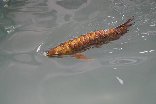 Na snímku jsou umělé bionické ryby. Fotografie: CMG