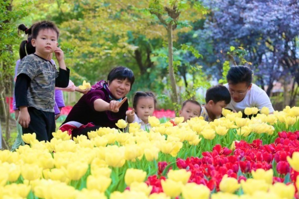 Turisté si prohlíží tulipány během státního svátku Národního dne na ostrově Chongming v Šanghaji. Fotografii poskytnula China Daily