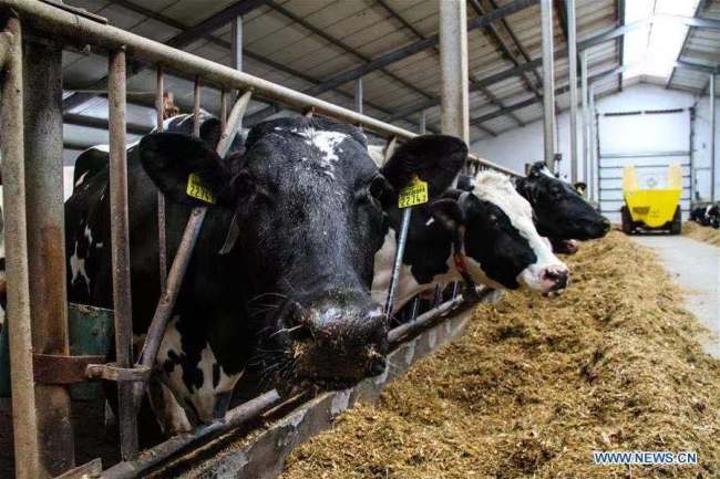 1, Fotografie, která byla pořízena 19. dubna roku 2017, ukazuje farmu krav ve vesnici Lipnice poblíž polského hlavního města Varšavy. Evropská unie (EU) je jedním z největších dodavatelů mléka na čínský trh, přičemž Polsko představuje 12,7 %, uvedla ředitelka Polské mléčné komory Agnieszka Maliszewska. Statistické údaje polského ministerstva financí ukazují, že i přes dopad pandemie COVID-19 vzrostl v první polovině roku 2020 vývoz mléčných výrobků z Polska do Číny meziročně o 70 %. Nedávno nákladní vlaky odvezly náklad mléčných výrobků do Číny u příležitosti nákupního svátku dvou jedenáctek v Číně. (Xinhua / Chen Xu)