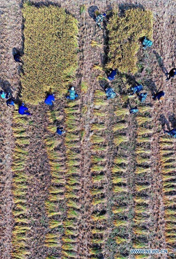 9, Letecký snímek pořízený 15. listopadu 2020 ukazuje soutěž dovedností pro podzimní sklizeň na rýžových polích ve vesnici Chunhua (Čchun-chua), která sousedí s vesnicí Fuchun (Fu-čchun) v okrese Fuyang (Fu-jang) ve městě Hangzhou (Chang-čou) v provincii Zhejiang (Če-ťiang) ve východní Číně. Soutěže se zde v neděli zúčastnilo celkem 24 skupin z každé oblasti sousedící s vesnicí Fuchun. Účastníci soutěžili v dovednostech jako je sklízení rýže, mlácení rýže, dávání rýže do pytlů a vázání slámy. (Xinhua / Xu Yu)