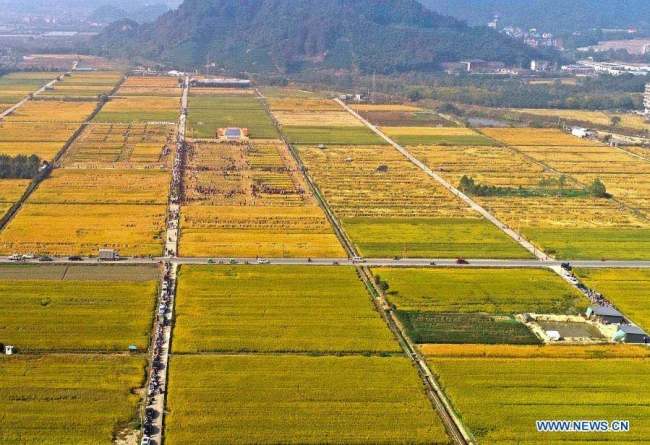 1, Letecký snímek pořízený 15. listopadu 2020 ukazuje rýžová pole, kde se koná soutěž dovedností pro podzimní sklizeň ve vesnici Chunhua (Čchun-chua), která sousedí s vesnicí Fuchun (Fu-čchun) v okrese Fuyang (Fu-jang) ve městě Hangzhou (Chang-čou) v provincii Zhejiang (Če-ťiang) ve východní Číně. Soutěže se zde v neděli zúčastnilo celkem 24 skupin z každé oblasti sousedící s vesnicí Fuchun. Účastníci soutěžili v dovednostech jako je sklízení rýže, mlácení rýže, dávání rýže do pytlů a vázání slámy. (Xinhua / Xu Yu)