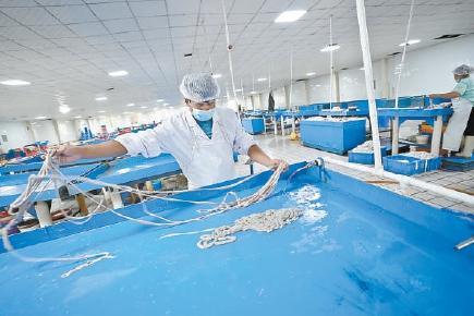 Pracovníci v dílně zpracovávají ovčí tenké střevo. Fotografie: Beijing Daily