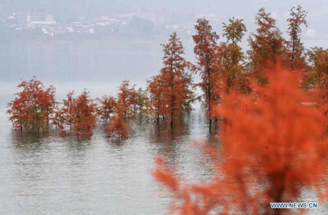 8, Fotografie pořízená 10. prosince 2020 ukazuje scenérii stromů taxodia poblíž řeky Jang‘c ve městečku Dazhou (Ta-čou) v okresu Wanzhou (Wan-čou) při městě Chongqing (Čchung-čching) v jihozápadní Číně, 10. prosince 2020. Od roku 2009 zasadil okres Wanzhou více než 1 800 Mu (120 hektarů) stromů tisovce na břehu řeky Jang‘c, které pomáhají v zadržování vody a půdy a zlepšování životního prostředí. (Xinhua / Wang Quanchao)