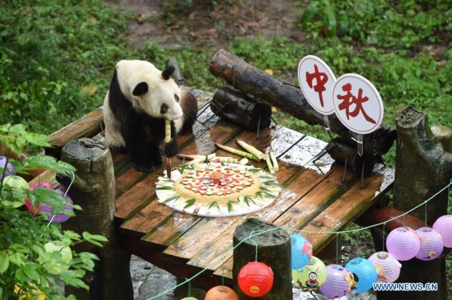 Fotografie, která byla pořízena 24. září 2018, ukazuje, jak si Xinxing (Sin-sing) užívala speciální měsíční koláč v zoologické zahradě v Chongqingu (Čchung-čching) v jihozápadní Číně. Xinxing, nejstarší panda velká na světě, zemřela v zoologické zahradě 8. prosince, oznámila zoo v pondělí. Bylo jí 38 let. (Xinhua / Tang Yi)