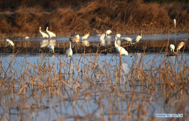 Hejna stěhovavých ptáků hledají potravu v mokřadu v chráněné oblasti pro jeřába bílého Wuxing (Wu-sing) u jezera Poyang (Pcho-jang) v Nanchangu (Nan-čchang) ve východočínské provincii Jiangxi (Ťiang-si), 21. prosince 2020. Do mokřadů u jezera Poyang dorazila řada stěhovavých ptáků, včetně jeřábů bílých a labutí, kteří ho považují za své zimní stanoviště. (Xinhua / Wan Xiang)