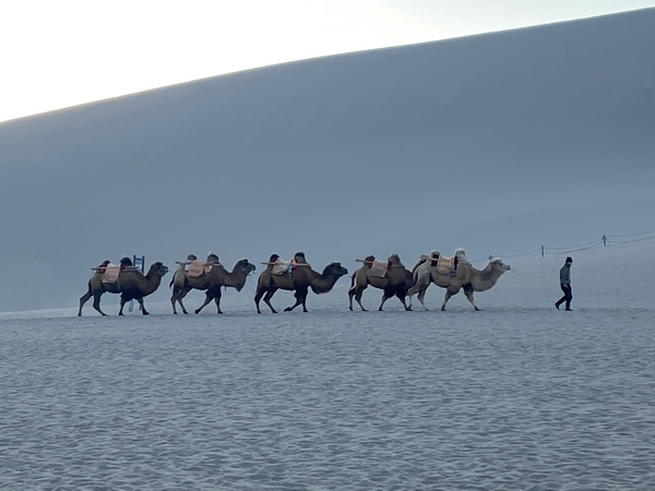Karavana velbloudů prochází přes Horu znějícího písku v Dunhuangu v provincii Gansu. Fotografie: Chen Meiling (Čchen Mej-ling) / China Daily