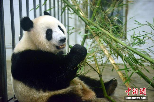 Osa panda nacida en Malasia regresa a China