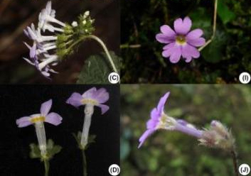 Descubierta nueva especie de planta en suroeste de China