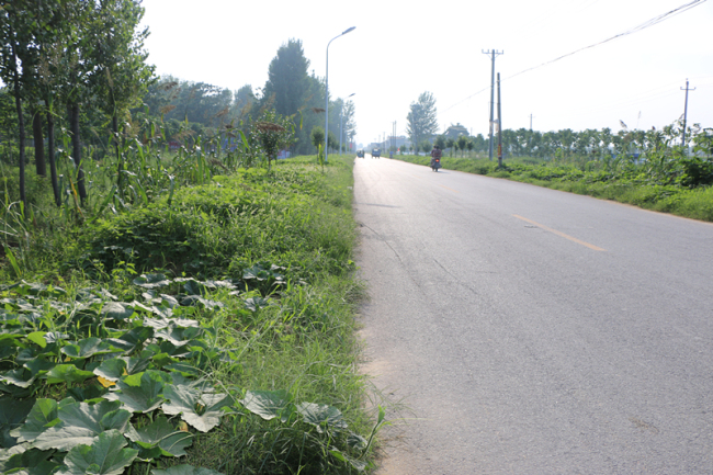Un paso más cerca de la sociedad modestamente acomodada: el condado Lankao ha sacado frutos de la mejora del transporte