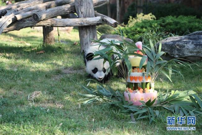 Panda Yuan Meng de Francia celebra primer aniversario