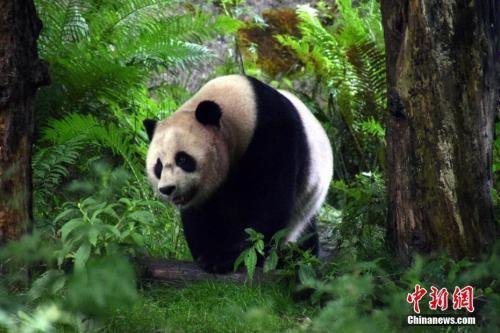 Estatus de especie en peligro de extinción de pandas se hace menos severo, según funcionario