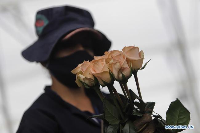 Flores colombianas resisten la pandemia y buscan abrir mercados en  China-Espanol