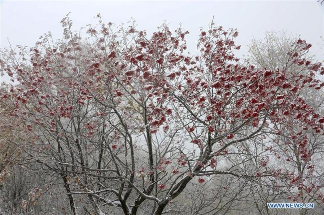  Paysage enneigé dans le parc forestier de Labagou dans l'arrondissement de Huairou à Beijing, capitale chinoise, le 10 octobre 2017. (Photo : Bu Xiangdong)