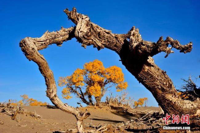 La forêt de peupliers à feuilles de formes variées à Golmud, dans la province de Qinghai (ouest), est célèbre en tant que « forêt du genre à la plus haute altitude du monde », et est devenue une attraction de choix pour les touristes et les photographes, particulièrement en automne.