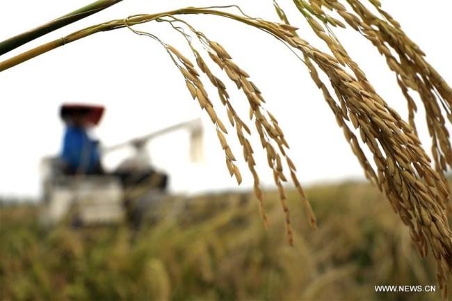 La Chine s'attend à une récolte de céréales exceptionnelle