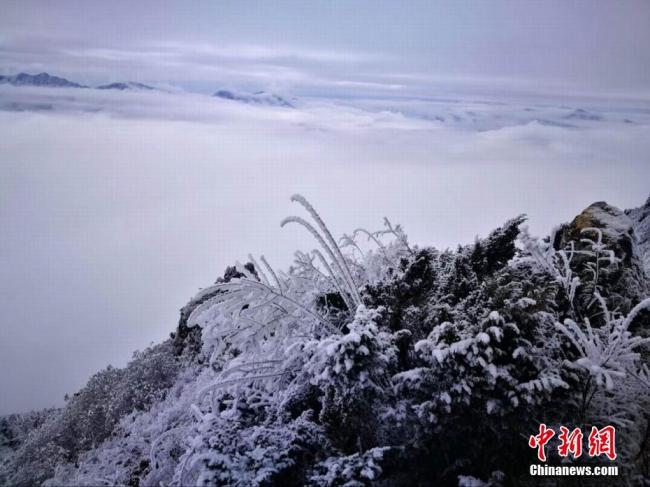 La première neige de cette année est tombée mercredi au site touristique de la rivière Laba à Ya’an, dans la province du Sichuan (sud-ouest). Photo prise le 22 novembre, montrant deux cerfs sauvages dans les forêts enneigés du mont Erlang.