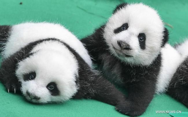 La population de pandas géants vivant en captivité a atteint 520 à travers le monde, a indiqué le comité chinois des technologies d'élevage des pandas géants lors d'une conférence annuelle, le 7 novembre 2017. (Xinhua/Xue Yubin)