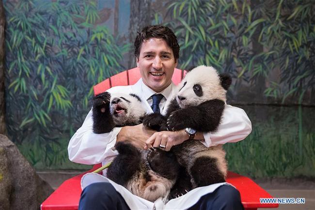 Justin Trudeau, Premier ministre canadien, pose avec des pandas jumeaux au zoo de Toronto, au Canada, le 7 mars 2016. Le 139e Exposition nationale canadienne se tient du 18 août au 4 septembre 2017. Quatre sculptures en beurre sont présentées lors d'un concours, dont l'une a été inspirée par cette photo. (Xinhua/Bureau du Premier ministre canadien)