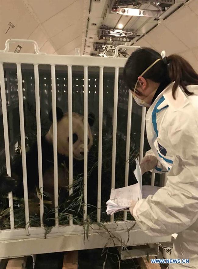 Une membre du personnel du bureau d'inspection et de quarantaine des entrées-sorties du Sichuan examine l'état de santé du panda géant Bao Bao, à l'Aéroport international Shuangliu de Chengdu, capitale de la province chinoise du Sichuan (sud-ouest), le 22 février 2017. Un avion charter transportant Bao Bao, panda géant né aux Etats-Unis, a atterri à Chengdu après seize heures et demie de vol. (Xinhua/Liu Kun)