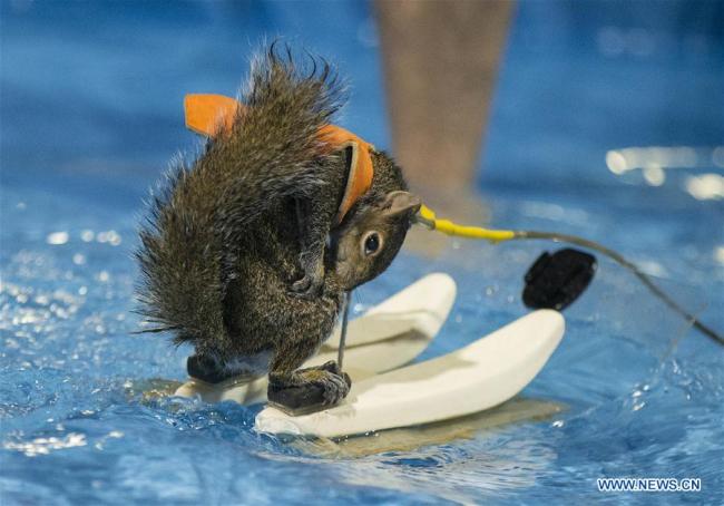  Twiggy, un écureuil de dix ans, fait du ski nautique lors du salon nautique international de Toronto, au Canada, le 14 janvier 2018. (Photo : Zou Zheng)