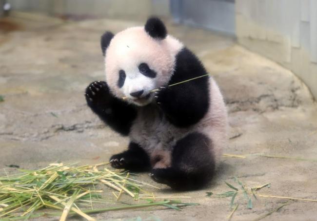 Le bébé panda Xiang Xiang mange du bambou lors d'une avant-première de presse avant ses débuts publics au Jardin zoologique de Ueno, à Tokyo, le 18 décembre 2017. (Photo / Agences)
