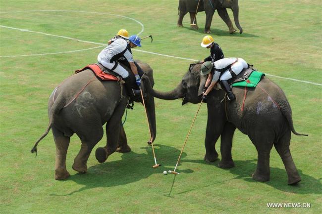 Des éléphants disputent un match de polo lors de la 16e Coupe du Roi, tournoi annuel de polo à dos d'éléphant, le 8 mars 2018 à Bangkok, en Thaïlande. (Photo : Rachen Sageamsak)