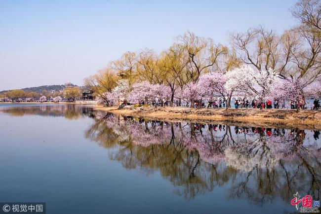 Photo prise le 25 mars 2018, montrant des pêchers en fleurs sur la digue ouest du Palais d’Eté à Beijing. Avec la hausse des températures, les pêchers sont entrés en pleine floraison, ce qui a attiré un grand nombre de visiteurs.