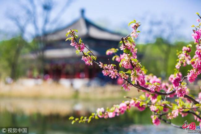 Le 15 avril, les fleurs de l'Ancien Palais d'été (Yuanmingyuan) étaient en pleine floraison, offrant à la vue un paysage printanier magnifique.