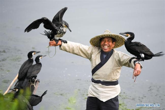  Un villageois et ses cormorans sur la rivière Suihe, dans le district de Lingbi de la province chinoise de l'Anhui (est), le 29 avril 2018. (Photo : Zhang Duan)