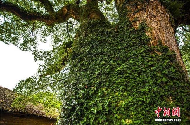 Le vieux village de Jieqiao, situé dans la province du Jiangxi (est), est connu pour son grand nombre de camphriers précieux vieux de plus de 300 ans. Les vieilles maisons, les arbres luxuriants et les pavés de pierre du village créent un paysage à la fois dynamique et paisible. Photos prises le 7 mai 2018.