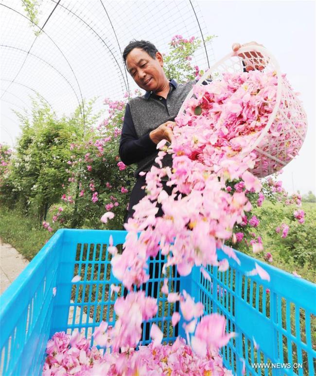 Un agriculteur cueille des roses dans le village de Shizhuang du district de Hai'an, dans la province chinoise du Jiangsu (est), le 14 mai 2018. La culture des roses est devenue une activité rentable permettant d'accroître les revenus des agriculteurs locaux. (Photo : Xiang Zhonglin)