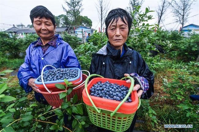 Des paysans récoltent des myrtilles dans une base à Lincheng, dans le district de Changxing, province chinoise du Zhejiang (est), le 19 mai 2018. Les myrtilles de Changxing sont mûres et la récolte attire de nombreux touristes. (Photo : Xu Yu)