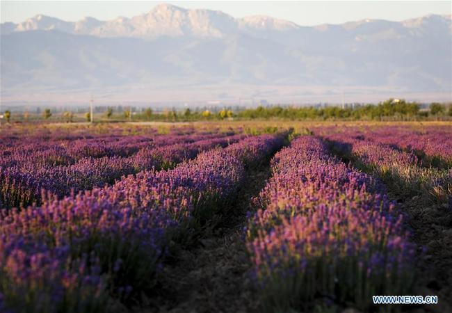 Photo prise le 27 juin 2018 montrant des fleurs de lavande dans la vallée de la rivière Ili, dans le district autonome Xibe de Qapqal, de la préfecture autonome kazakhe d'Ili, dans la région autonome ouïgoure du Xinjiang (nord-ouest de la Chine). (Xinhua/Zhao Ge)