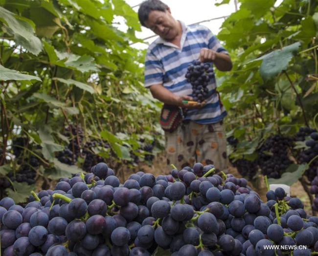  Un villageois récolte des raisins dans une serre au village de Shaofu du district de Zaoqiang, dans la province chinoise du Hebei (nord), le 2 juillet 2018. Plus de 3.000 personnes sont sorties de la pauvreté dans le district grâce à la plantation de raisins. (Photo : Li Xiaoguo)
