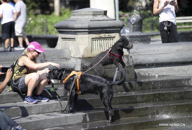  Des chiens se rafraîchissent près d'une fontaine à New York aux Etats-Unis, le 2 juillet 2018. La température a atteint jusqu'à 35 degrés lundi dans la ville américaine. (Photo : Wang Ying)