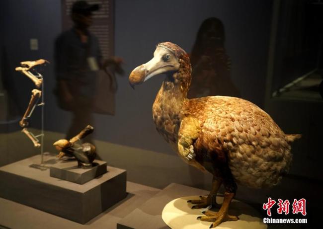 Photo prise le 3 juillet 2018, montrant un modèle d'un dodo lors de l'exposition des trésors de la nature à Taipei. C’est la première fois que ces 227 articles précieux conservés au musée d'histoire naturelle de Londres sont présentés au public taïwanais.
