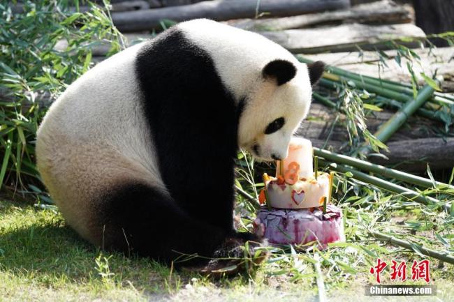 Berlin célèbre le 8e anniversaire du panda géant Jiao Qing