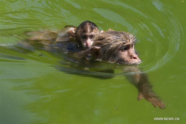 Deux singes se rafraîchissent dans un étang dans le parc forestier Hongshan à Nanjing, dans la province chinoise du Jiangsu (est), le 13 juillet 2018. Les autorités zoologiques ont pris des mesures pour rafraîchir les animaux en été en Chine. (Photo : Su Yang)