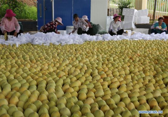 Des agriculteurs emballent des mangues récoltées dans le district de Huaping, à Lijiang de la province chinoise du Yunnan (sud-ouest), le 17 août 2018. (Xinhua/Liang Zhiqiang)