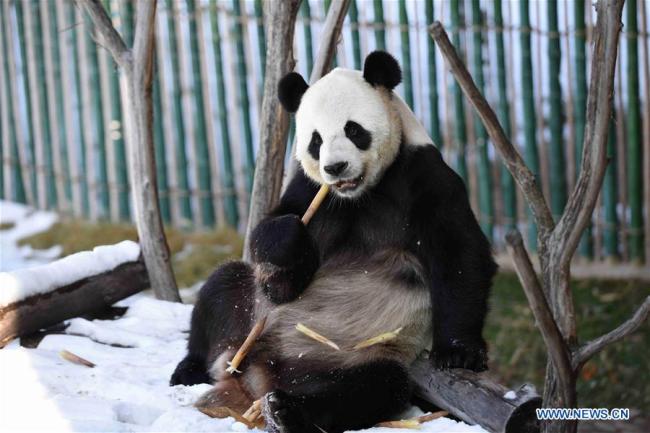 Le panda géant Youyou joue en plein air après une chute de neige à Yabuli, dans la province chinoise du Heilongjiang (nord-est), le 12 novembre 2018. (Photo : Cao Jiyang)