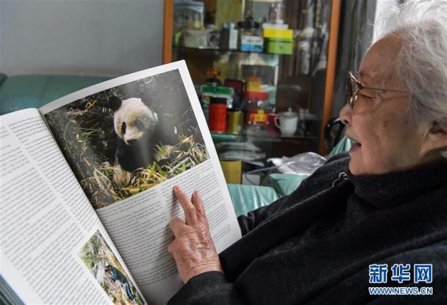 Le 27 novembre, Jin Xuqi, 84 ans, feuillette ses albums de pandas géants chez elle à Chengdu.
