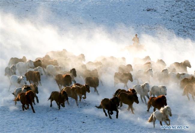 Un gardien de troupeau dresse des chevaux sur une prairie recouverte de neige dans la bannière de Hexigten à Chifeng, dans la région autonome de Mongolie intérieure (nord de la Chine), le 6 janvier 2019. (Xinhua/Yu Dongsheng)