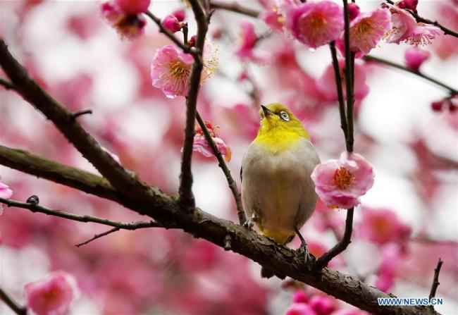 Un oiseau sauvage se pose sur une branche d'un prunier en fleurs à Guiyang, capitale de la province du Guizhou (sud-ouest de la Chine), le 9 janvier 2019. (Xinhua/Qin Gang)